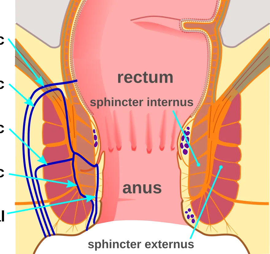 The most common anal fistula symptoms are:
Anal p...