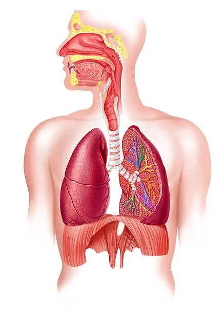 Your Go-To Chest Specialist - Galaxy Chest Hospita...