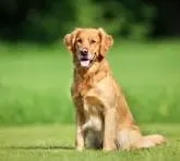 Noida pet clinic : Your Pet's Ultimate Health Sanc...