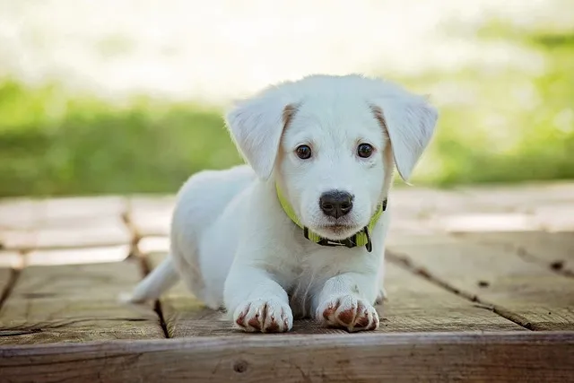 Noida Pet Clinic: Where Your Pet's Well-being Take...