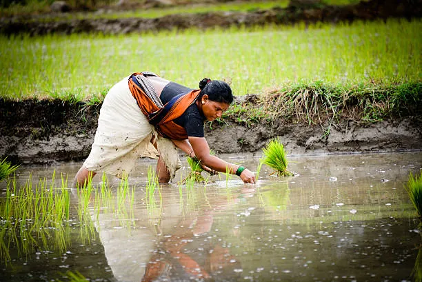 Unlocking Agricultural Excellence: IQAS Integrated...