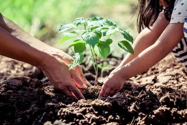 Plants are vital for the environment becausethey s...