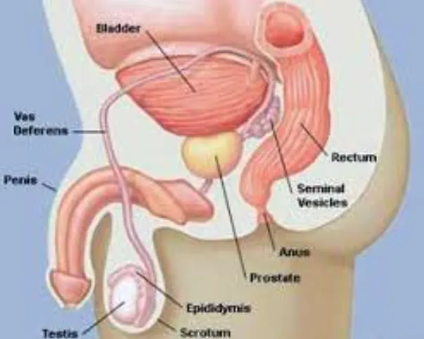 Prostate Treatment in Thane: A Comprehensive Guide...