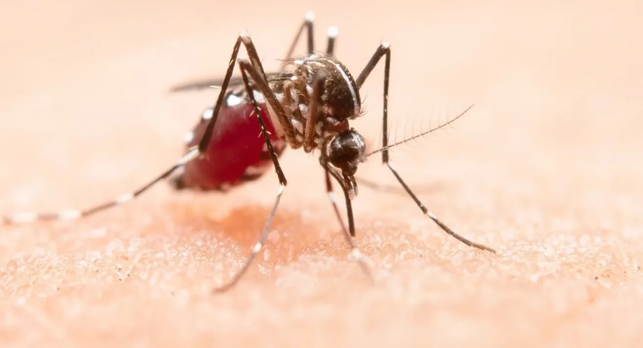 Dengue Fever: Understanding the Disease, Its Impac...