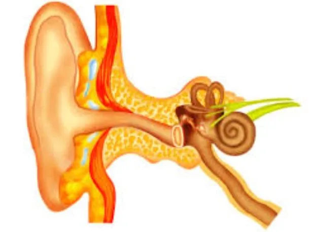 Advanced Ossiculoplasty Services in Nashik Ossicul...
