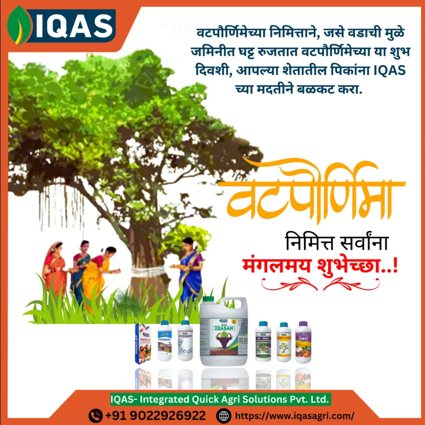 Powdery Mildew Control Solutions at IQAS Nashik Pr...
