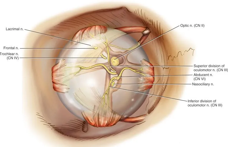 Optic Nerve Decompression: Advanced Treatment in N...
