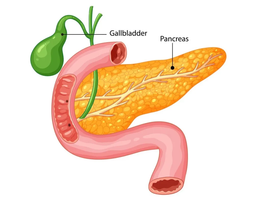 Best Gall Bladder Surgeon in Nagpur Gallbladder is...
