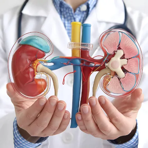 Top Homoeopathic Doctor for Kidney Conditions in W...
