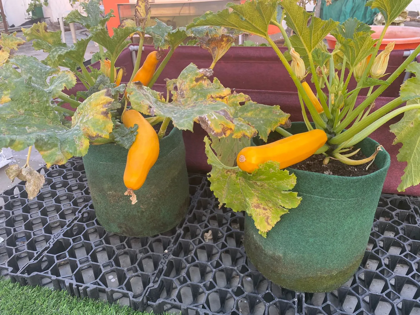vegetable terrace garden contractor and developers...
