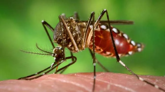 Post-Dengue Fever Care and Ayurveda: Rebuilding He...