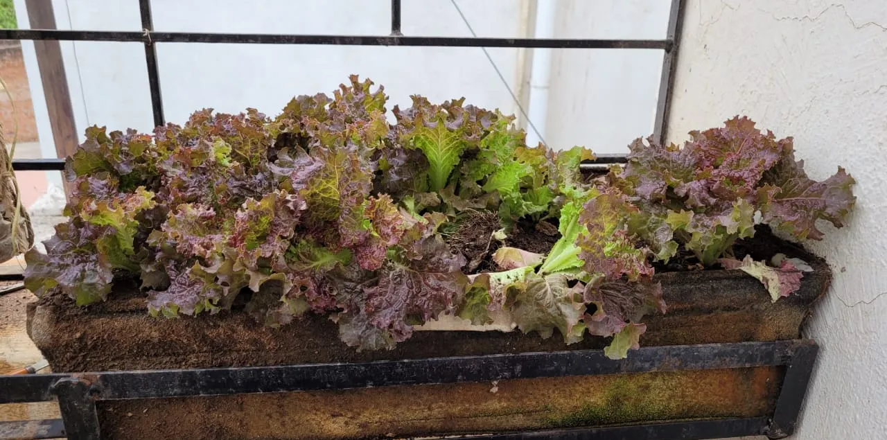 Lettuce growen in terrace garden in Nagpur.we are ...