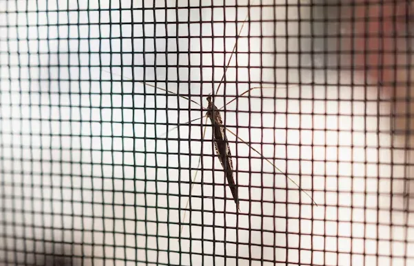 Plated Mosquito Mesh in Nagpur: A Perfect Solution...