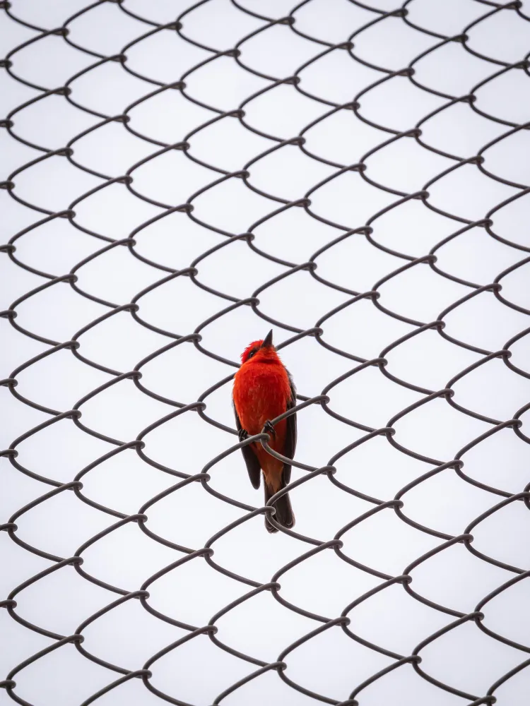 Bird Net in Nagpur: Effective Bird Control Solutio...
