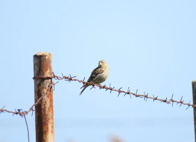 Bird Spikes in Nagpur: Reliable and Humane Bird Co...