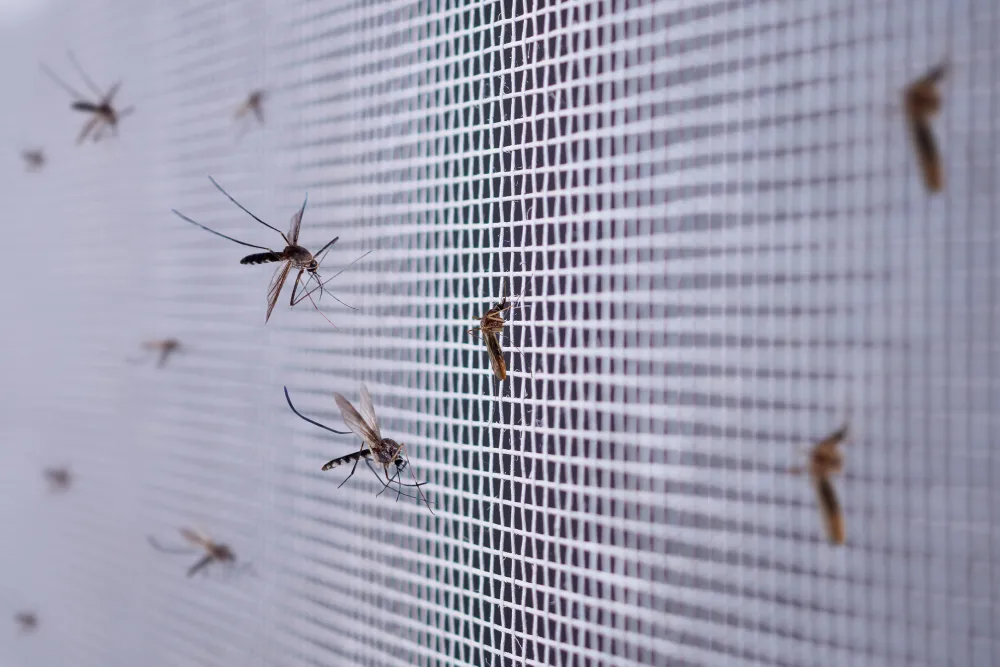 Plated Mosquito Mesh for Enhanced Protection in Na...