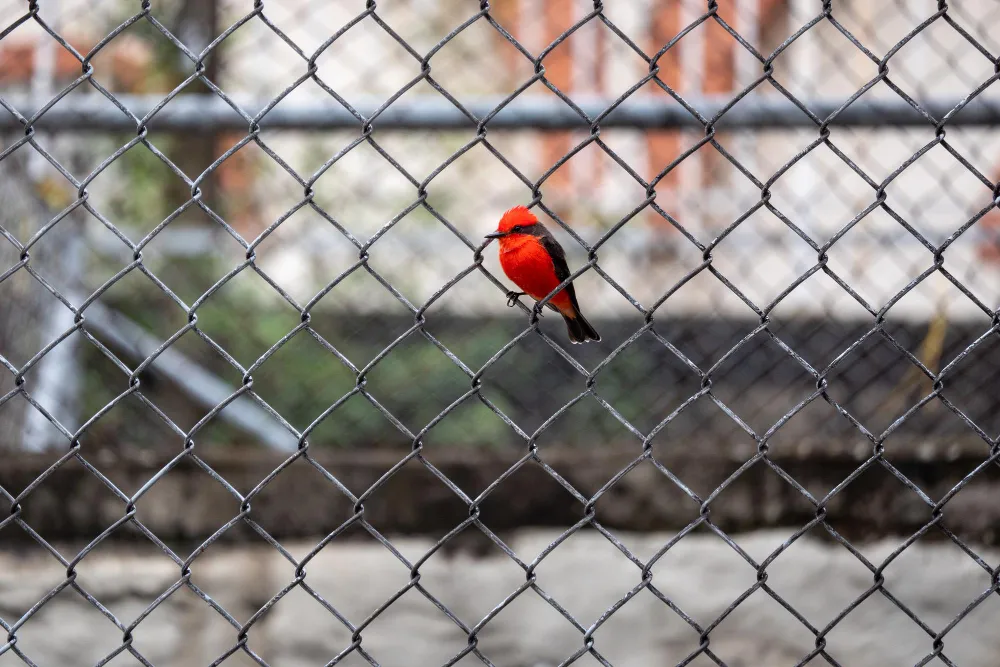 Bird Net in Nagpur for Effective Pest Control Prot...