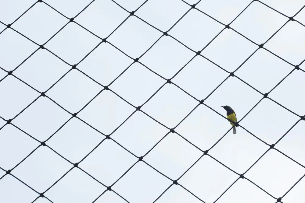 Kabootar Net (Jali) for Comprehensive Bird Control...