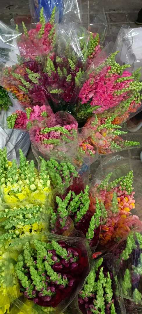 Snapdragons: A Touch of Whimsy & Elegance! ๐ฟ
Avai...