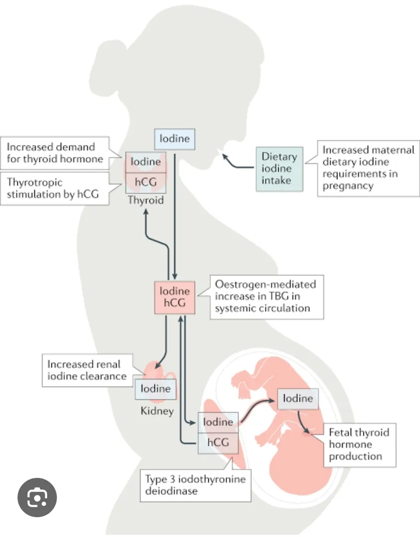 Thyroid disorders during pregnancy can have signif...