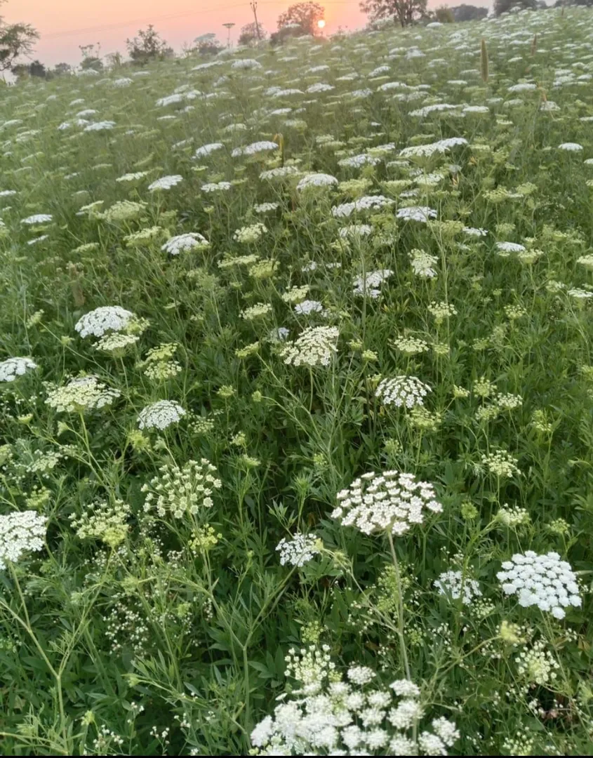 The Lady Lace natural flower is a delicate masterp...