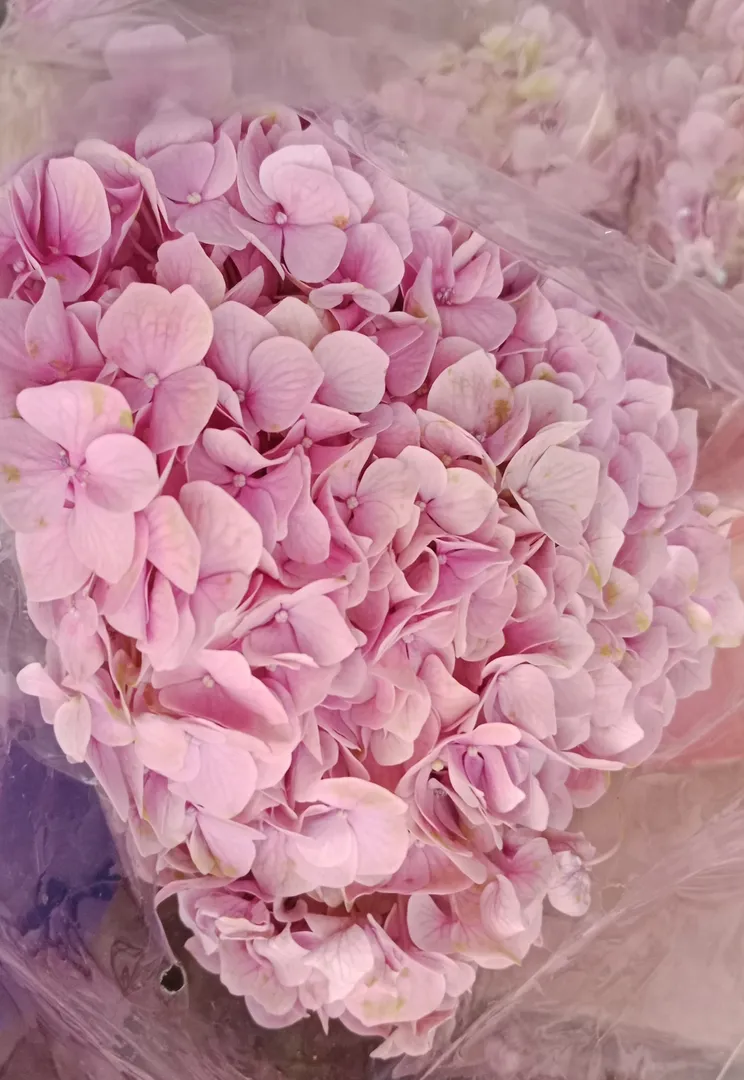 Hydrangea flowers at Vivan flora , Wilson garden, ...