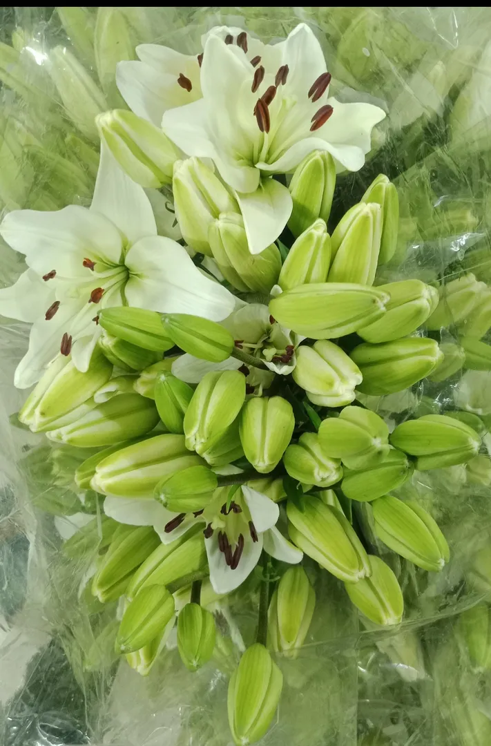 Fresh Cut flowers at Vivan Flora, Banglore, Wilson...