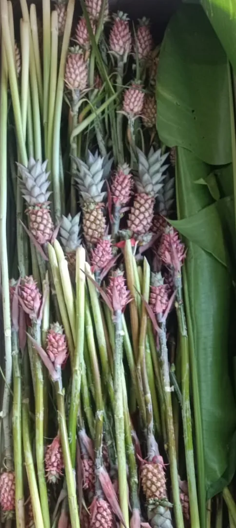 Fresh Cut blooms and flowers at Vivan Flora Bangal...