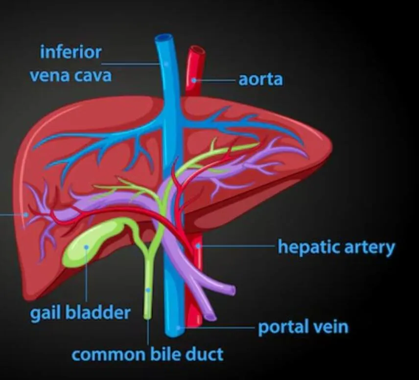 Portal Hypertension and its related surgery: Hepat...