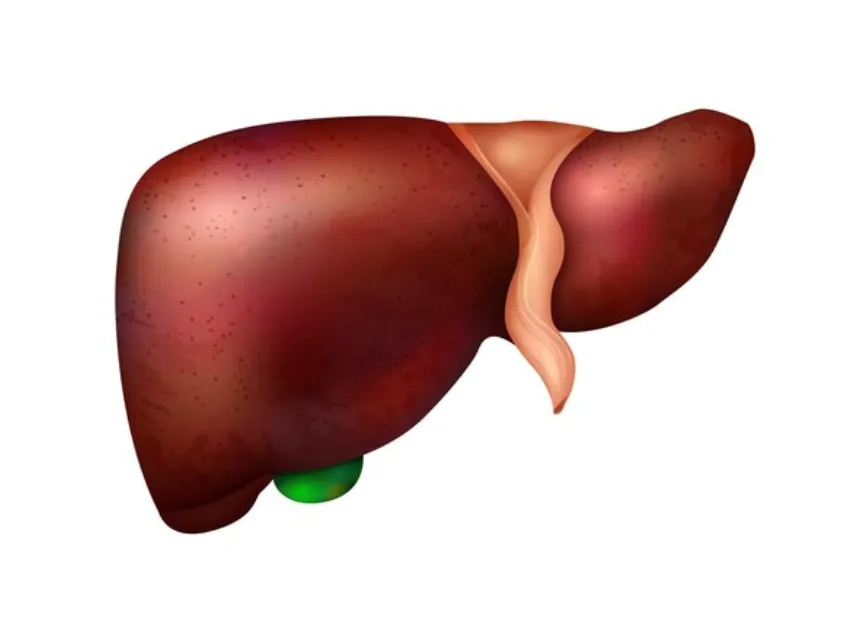 Liver Transplant in Mumbai – Life-Saving Solutions...