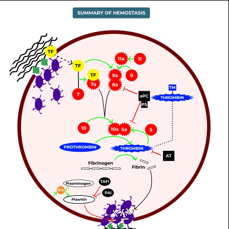 Learn how to safely manage bleeding risk in cirrho...