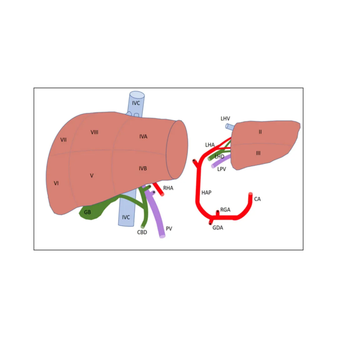 š„ Liver Transplant Services Update | Dr.āÆChetanāÆKa...