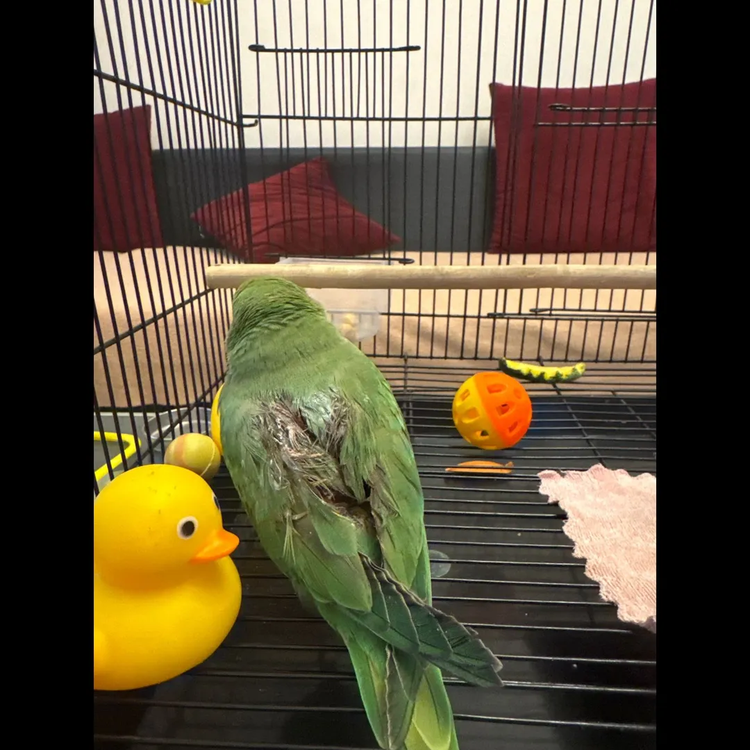 At Noida pet clinic parrot was presented with absc...