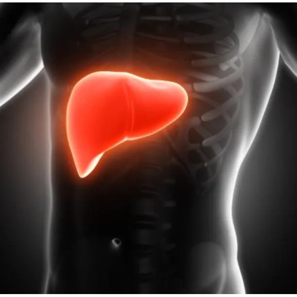 Alcohol and Liver Health – Important Awareness for...