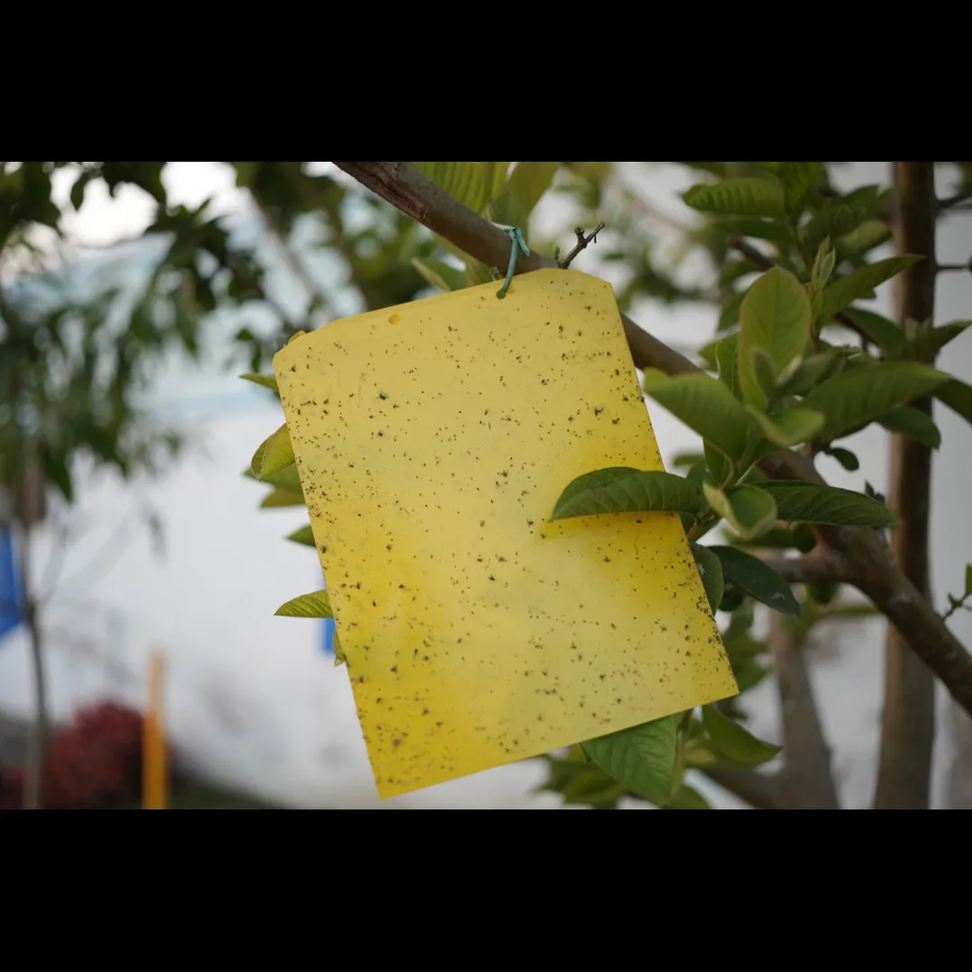 🌿 Protect Your Crops Naturally with Indo Agritech ...