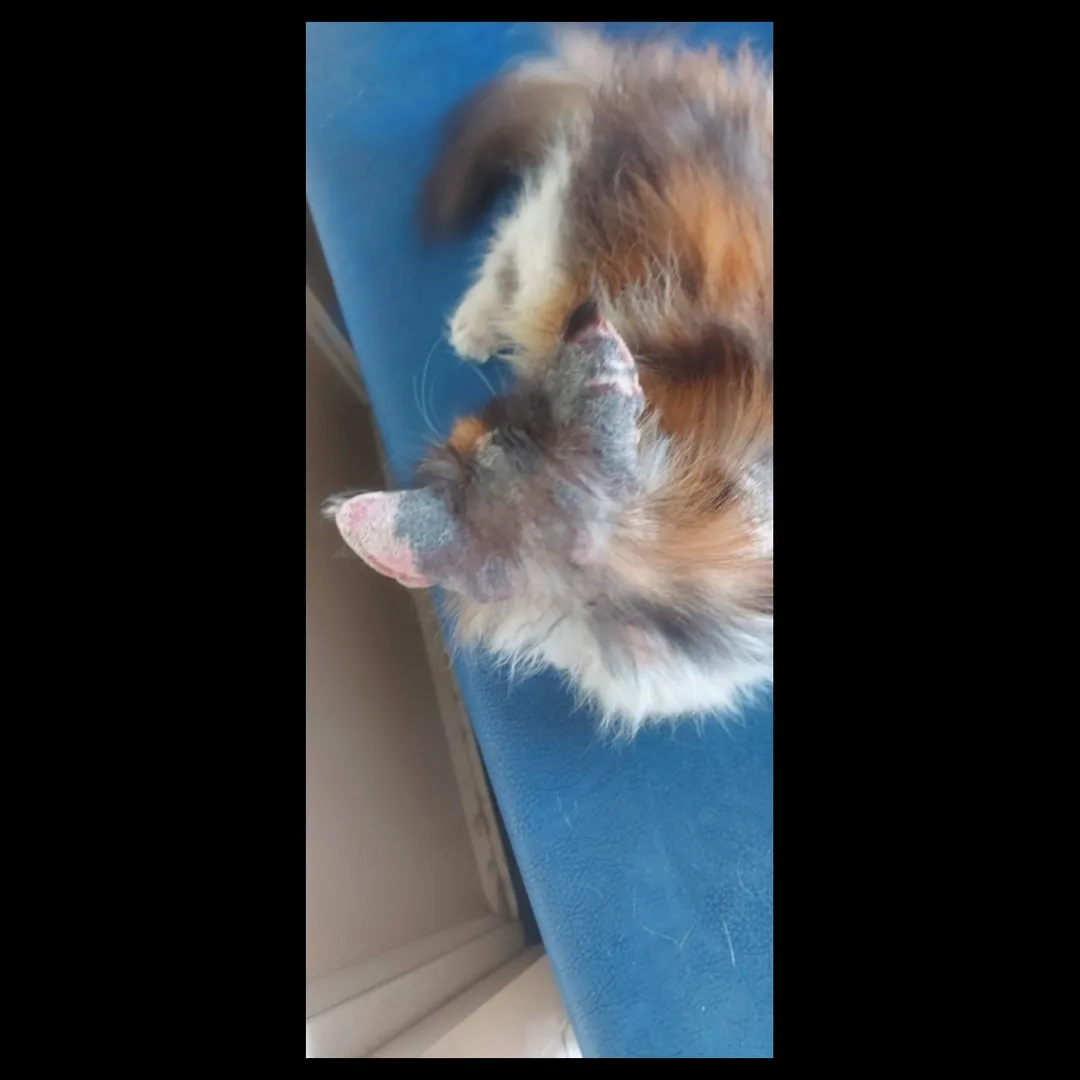 cat special treatment in noida pet clinic