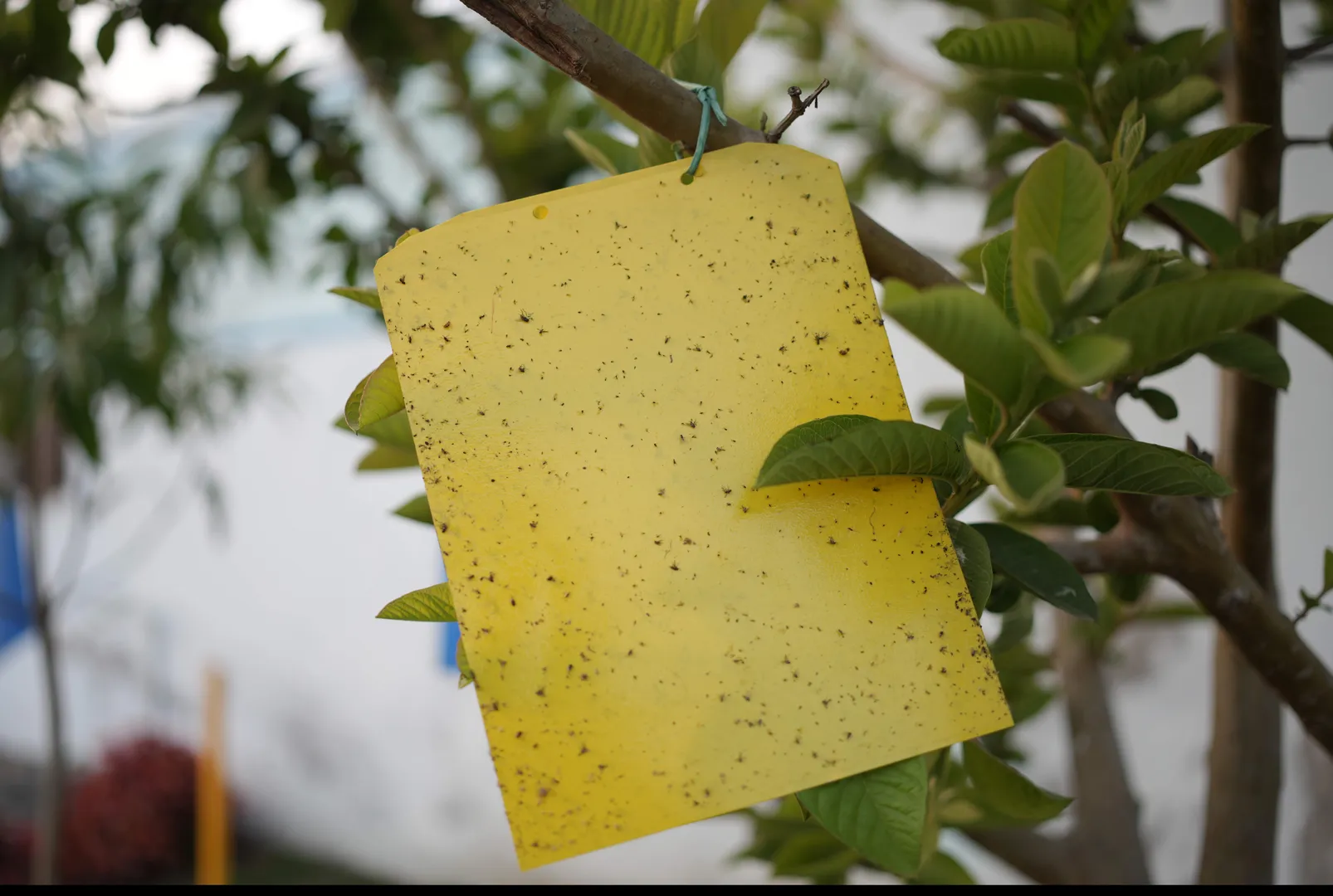 INDO YELLOW STICKY TRAP A4-PVC