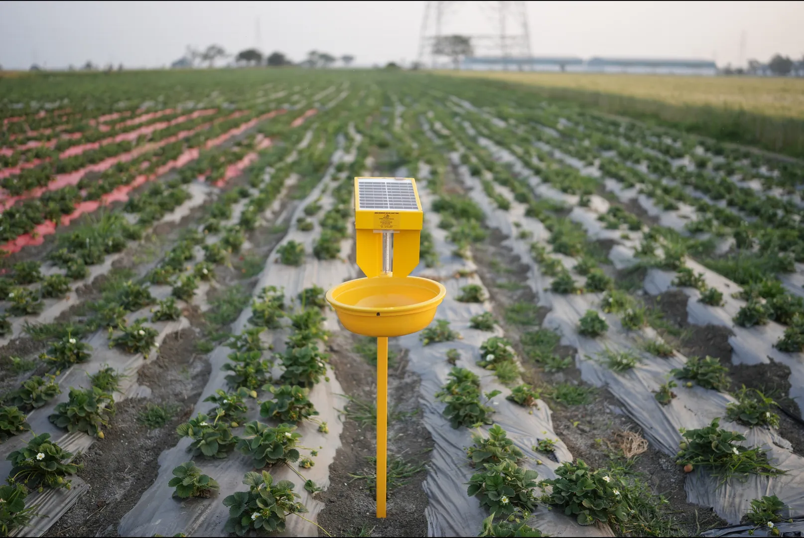 INDO SOLAR INSECT LIGHT TRAP 🌱