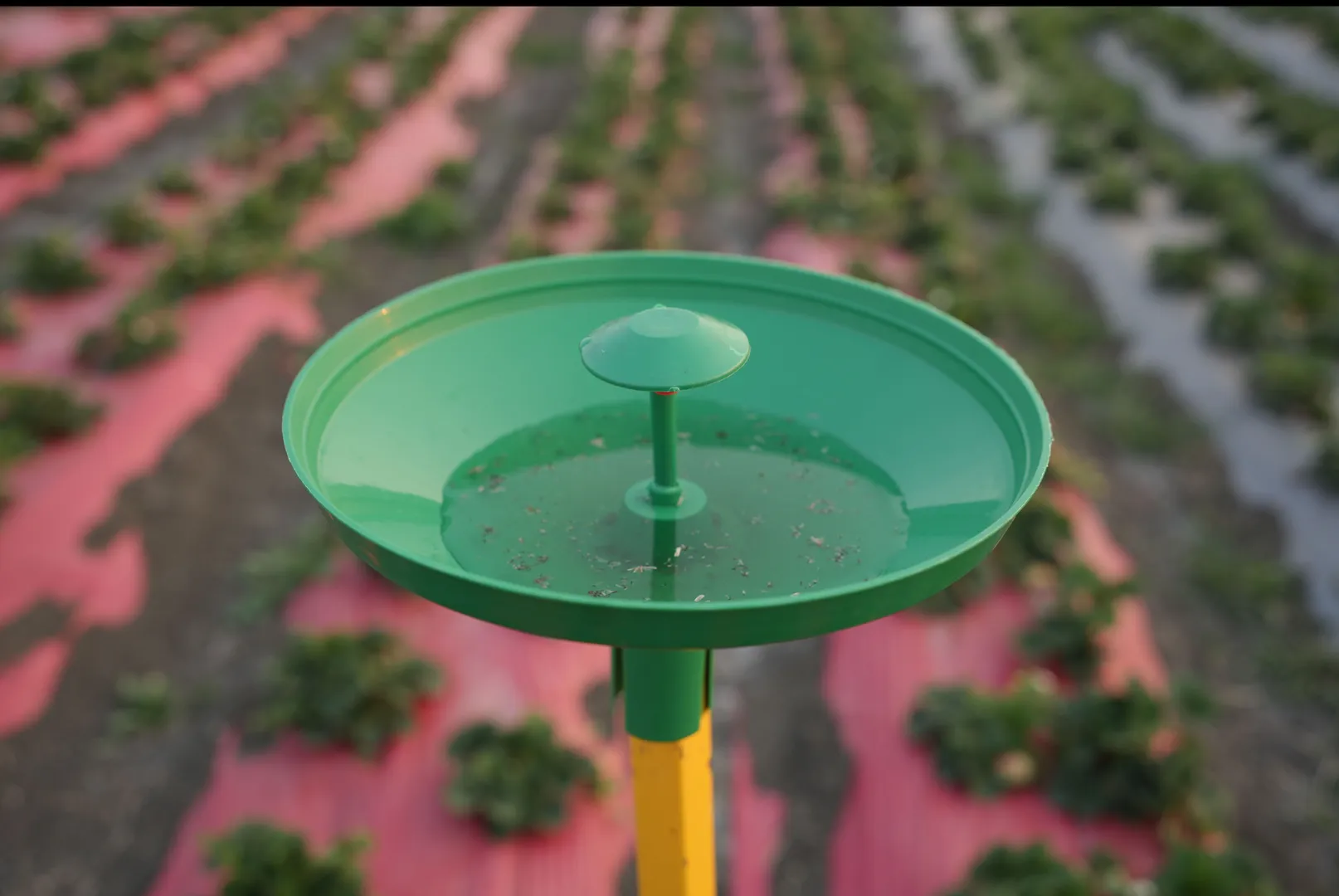 INDO GREEN WATER TRAP