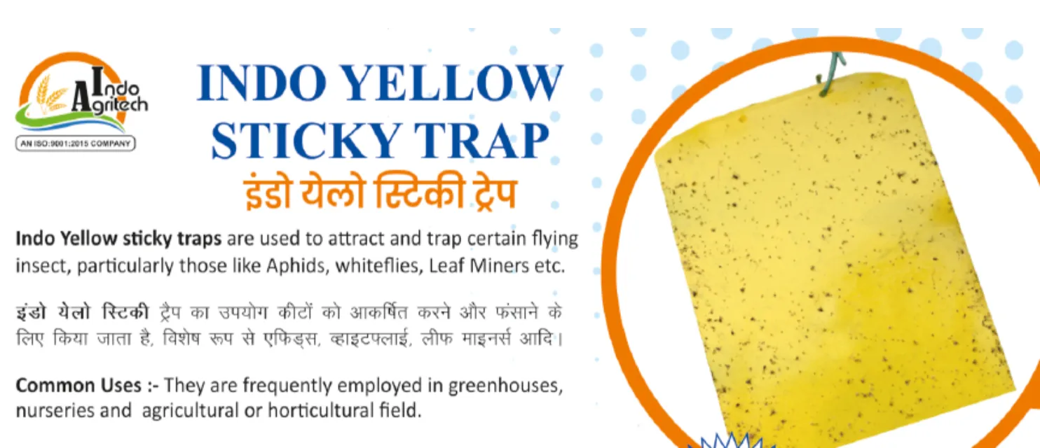 INDO YELLOW STICKY (PVC) A4 TRAP