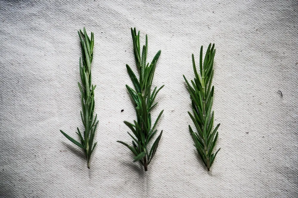 Rosemary in Royapuram – A Herbal Touch to Every Meal