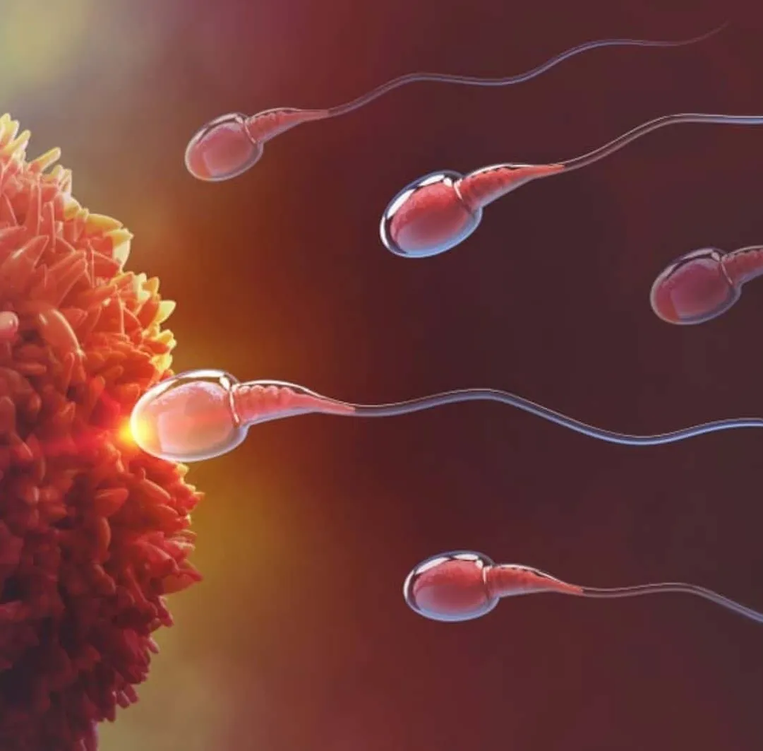 Understanding IVF – A Step Towards Parenthood