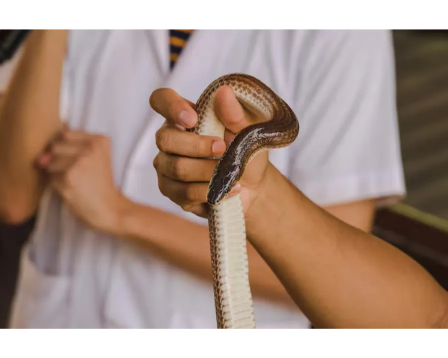Snake Bite Treatment in Narayangaon Junnar Rd with 24/7 Emergency Response