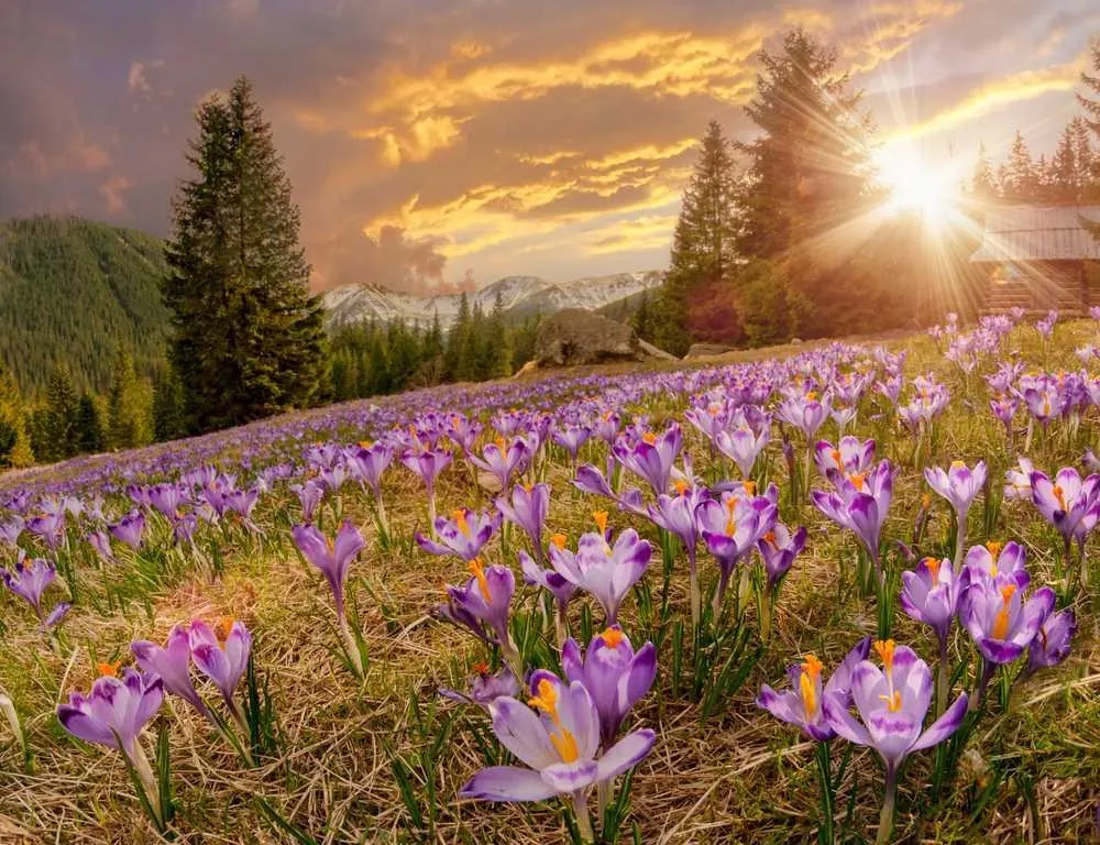 Tourist Places in Uttarakhand
Valley of Flowers
"Uttarakhand’s alpine valley bursting with wildflo...