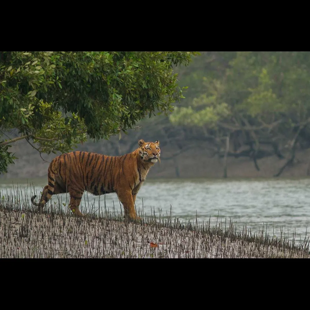 Tourist places in West Bengal
Sundarbans
"World’s largest mangrove forest with elusive tigers"
Kn...