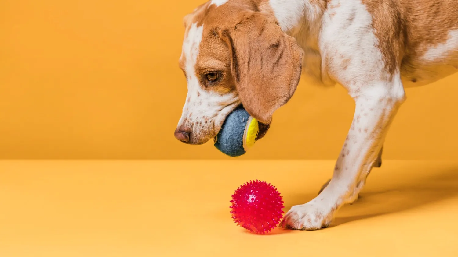 Toys for Pets in Goregaon, Mumbai – More Than Just Play
