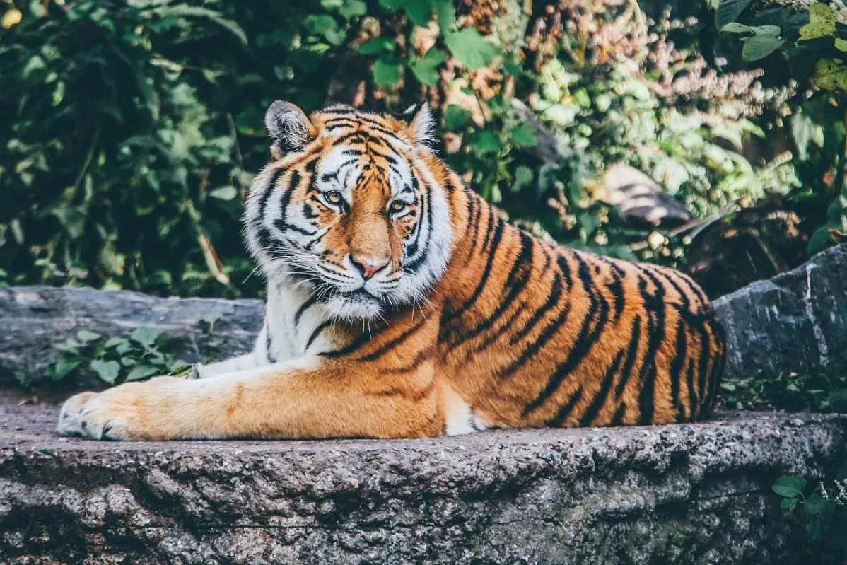 Places To Visit In Dehradun
Rajaji National Park
"Uttarakhand’s elephant and tiger reserve near Ha...