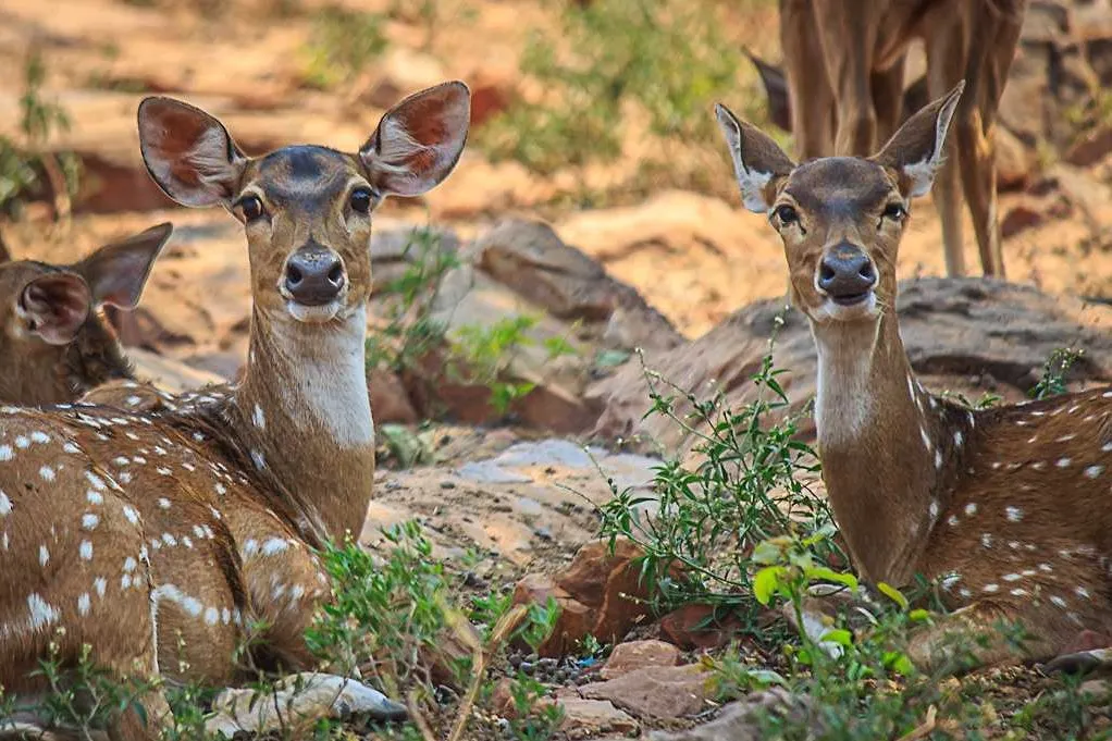 Places To Visit In Dehradun
Dehradun Zoo
Malsi Deer Park, Dehradun Overview
Located at the base o...