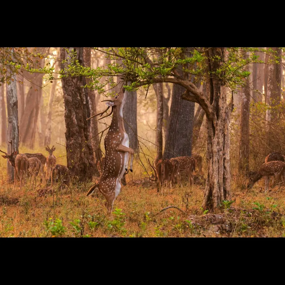 Places To Visit In Coorg
Nagarhole National Park
"Karnataka’s tiger reserve with jungle safaris"
...