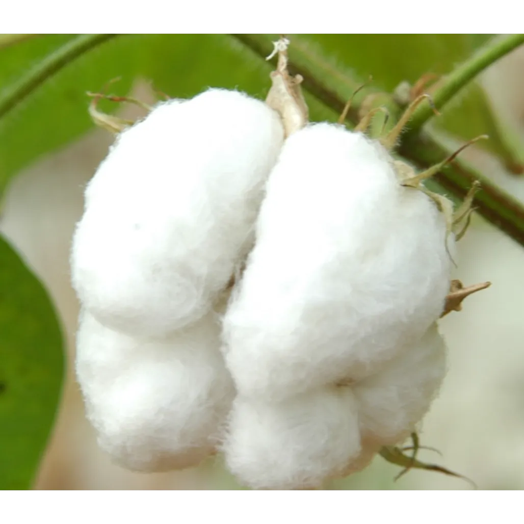 Raw cotton exporter in Vadodara